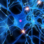 IMAGEN_Neurona_003 IMAGEN_Neurona_003